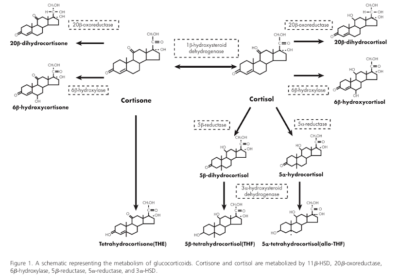 Figure 1 from “11β-hydroxysteroid dehydrogenase 1: translational and therapeutic aspects.” Gathercole LL, Lavery GG, Morgan SA, Cooper MS, Sinclair AJ, Tomlinson JW, Stewart PM. Endocr Rev. 2013 Aug;34(4):525-55. doi: 10.1210/er.2012-1050. Epub 2013 Apr 23.