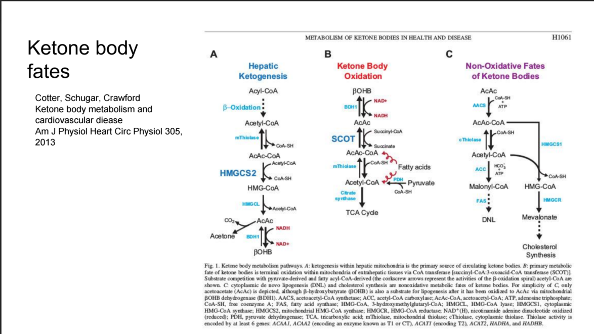 http://www.mostly-fat.com/wp-content/uploads/2016/09/ketone-body-fates-1-1030x580.png