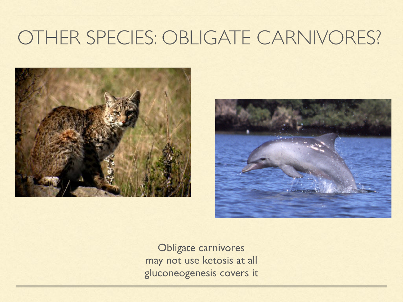 obligate cornivores