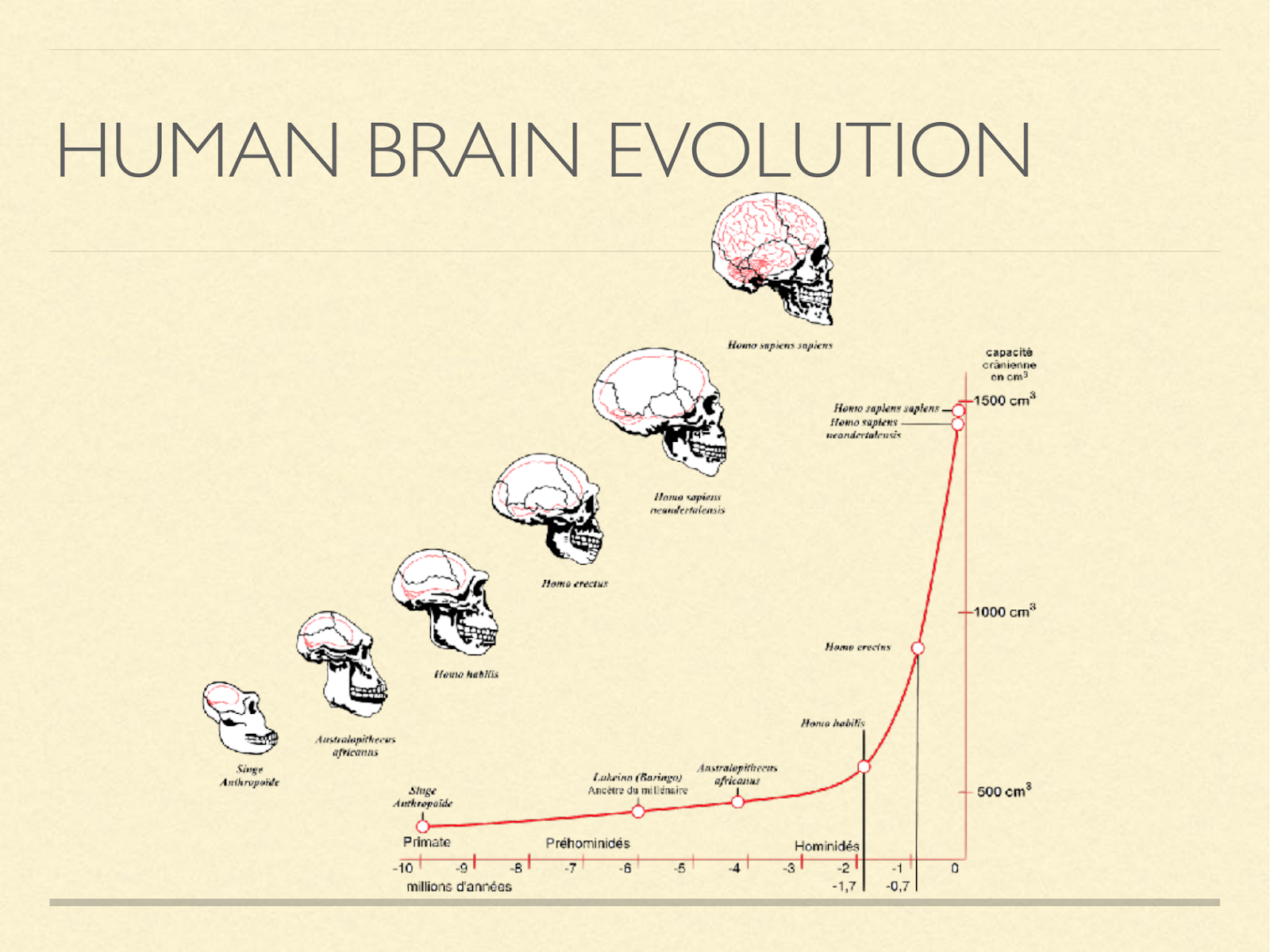 human brain evolution