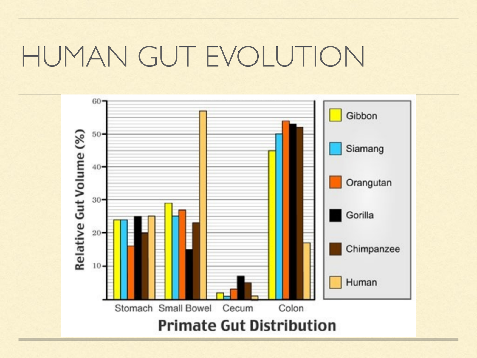 human gut evolution
