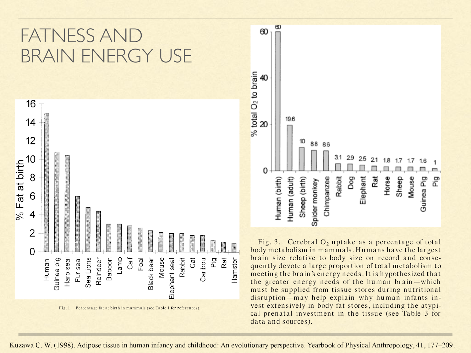 fatness and brain energy