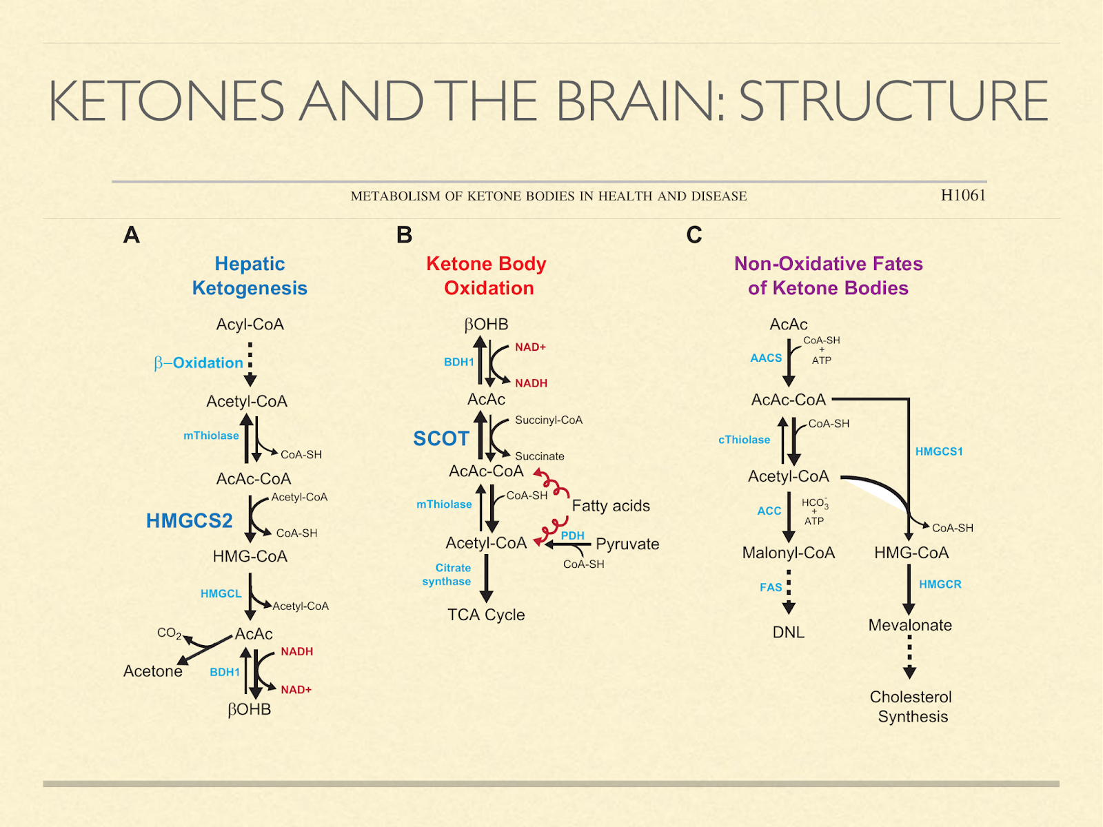 brain structure