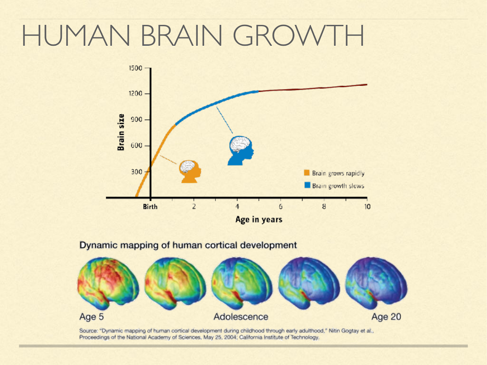 human brain growth