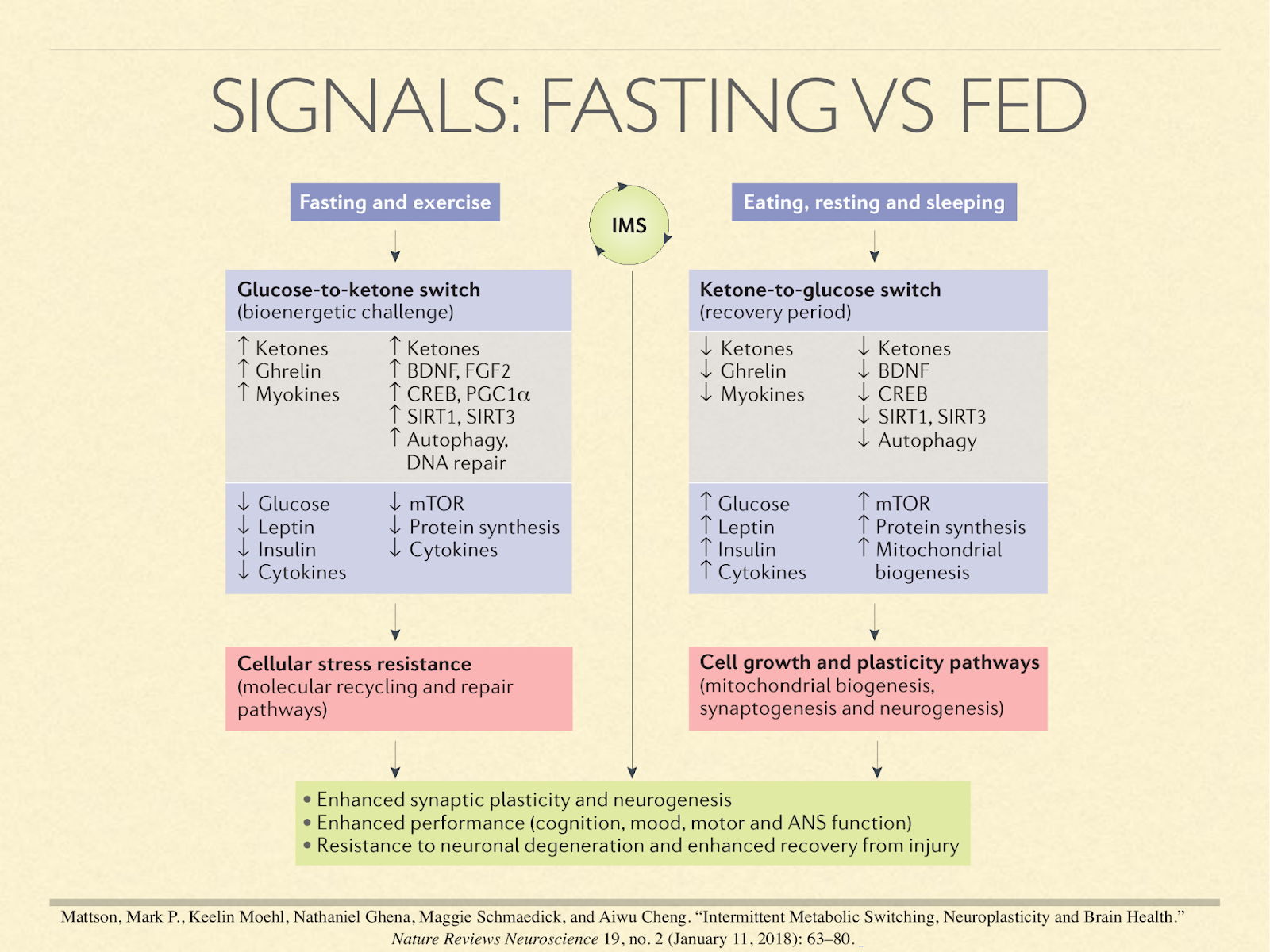 fasting vs fed