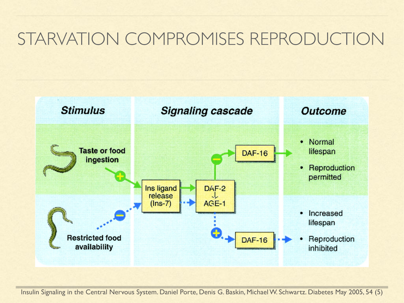 insulin signaling