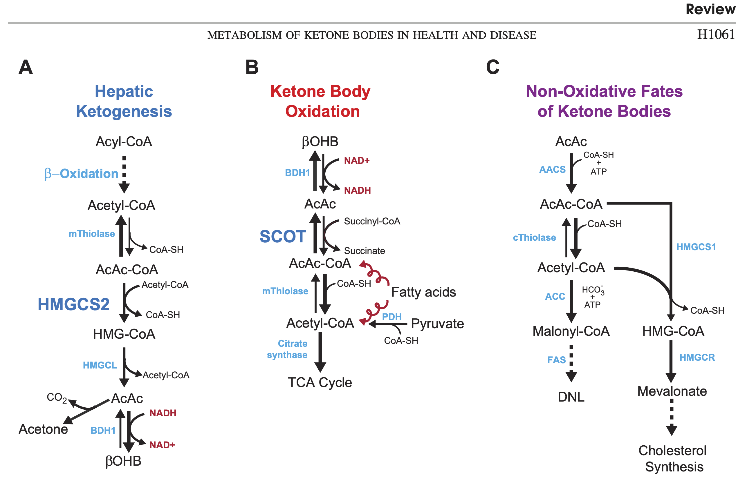 Keto-adapted but no (low) ketones? Part II