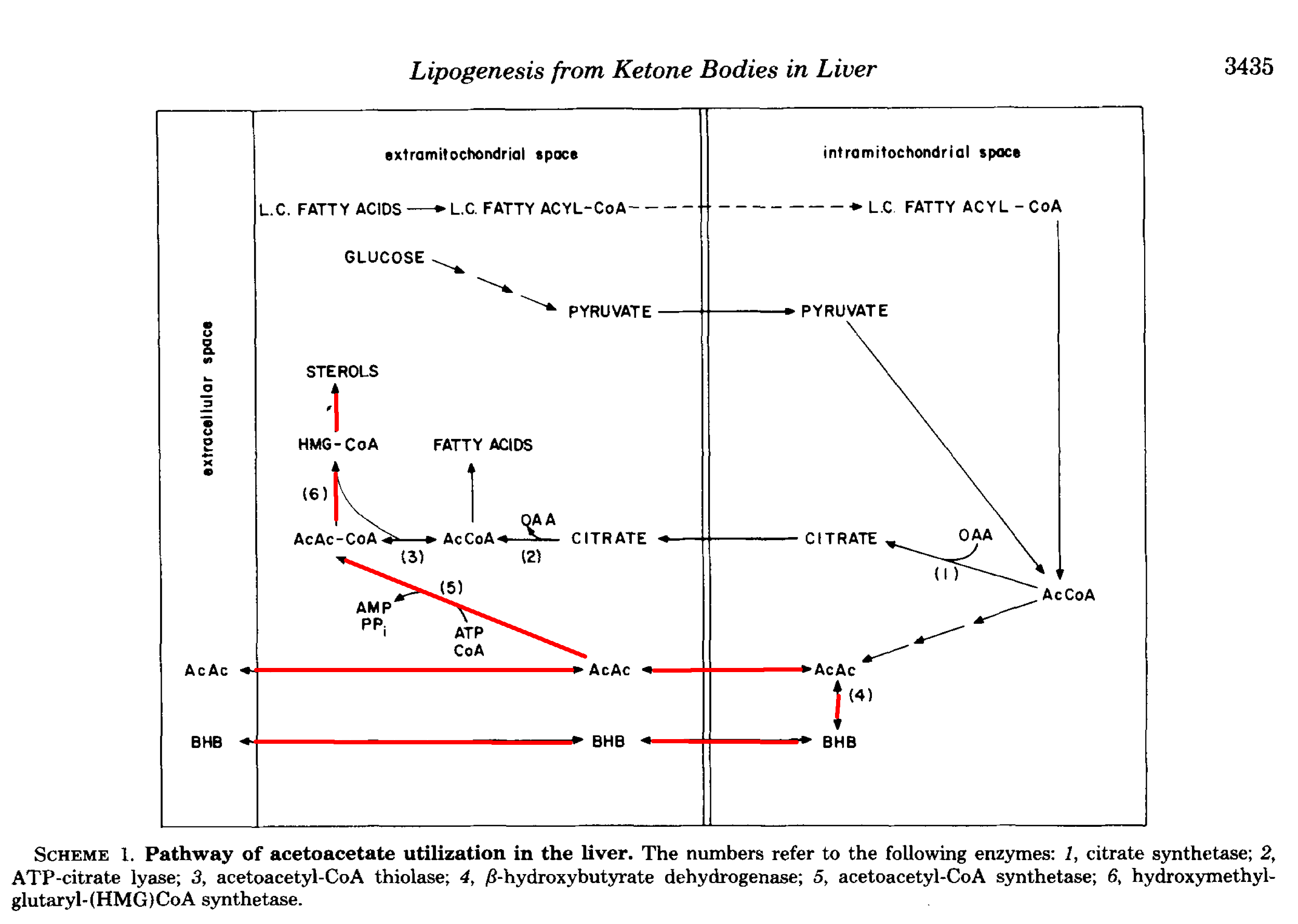 Keto-adapted but no (low) ketones? Part II